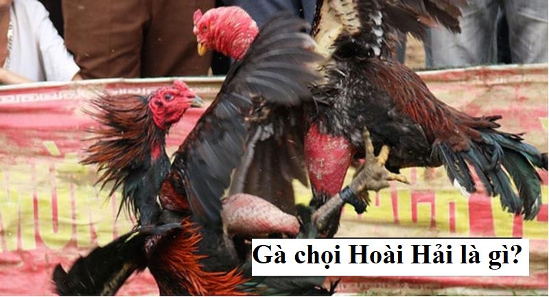 Gà chọi Hoài Hải - Sở hữu sức mạnh ấn tượng trên võ đài - Thế giới chọi gà