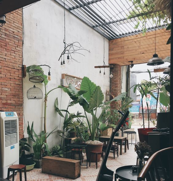 Top 99 Cây trồng quán Cafe đẹp, phong thủy thu hút khách - Hoa Cảnh Quang Vỹ