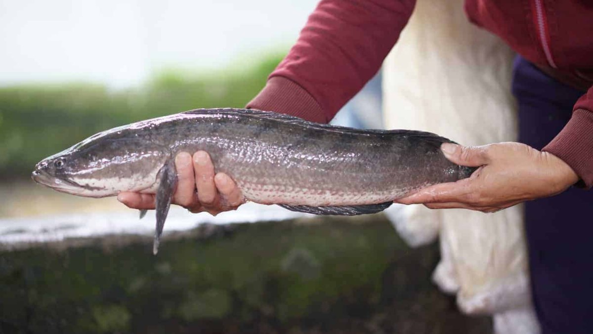 Cá lóc là cá gì? Cá lóc bao nhiêu calo và ăn cá lóc có tác dụng gì?
