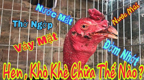 Bật Mí Cách Chữa Hen, Khò Khè Cho Gà Chọi Khỏi 100%