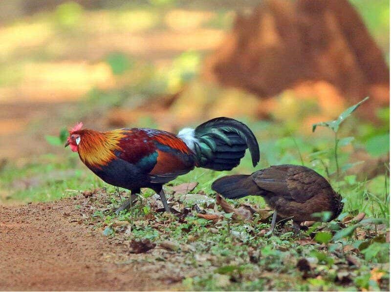gà rừng là gì? Cách nuôi gà rừng để bẫy chúng hiệu quả