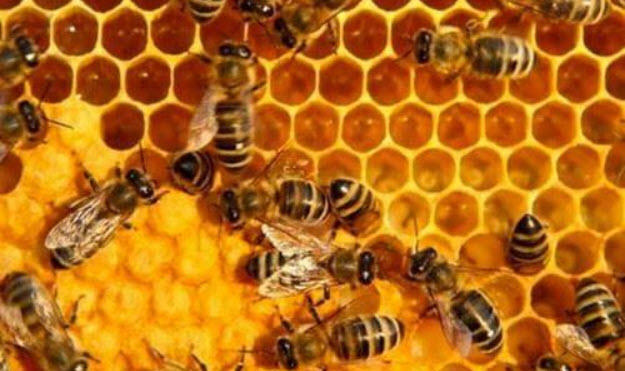 Mơ thấy ong đánh con đề gì chuẩn vào hôm sau? Điềm báo thấy ong