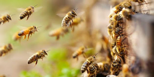 Mơ thấy ong đánh con đề gì chuẩn vào hôm sau? Điềm báo thấy ong