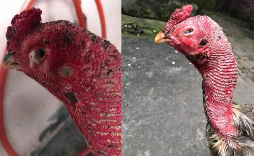 Bật Mí Cách Chữa Hen, Khò Khè Cho Gà Chọi Khỏi 100%