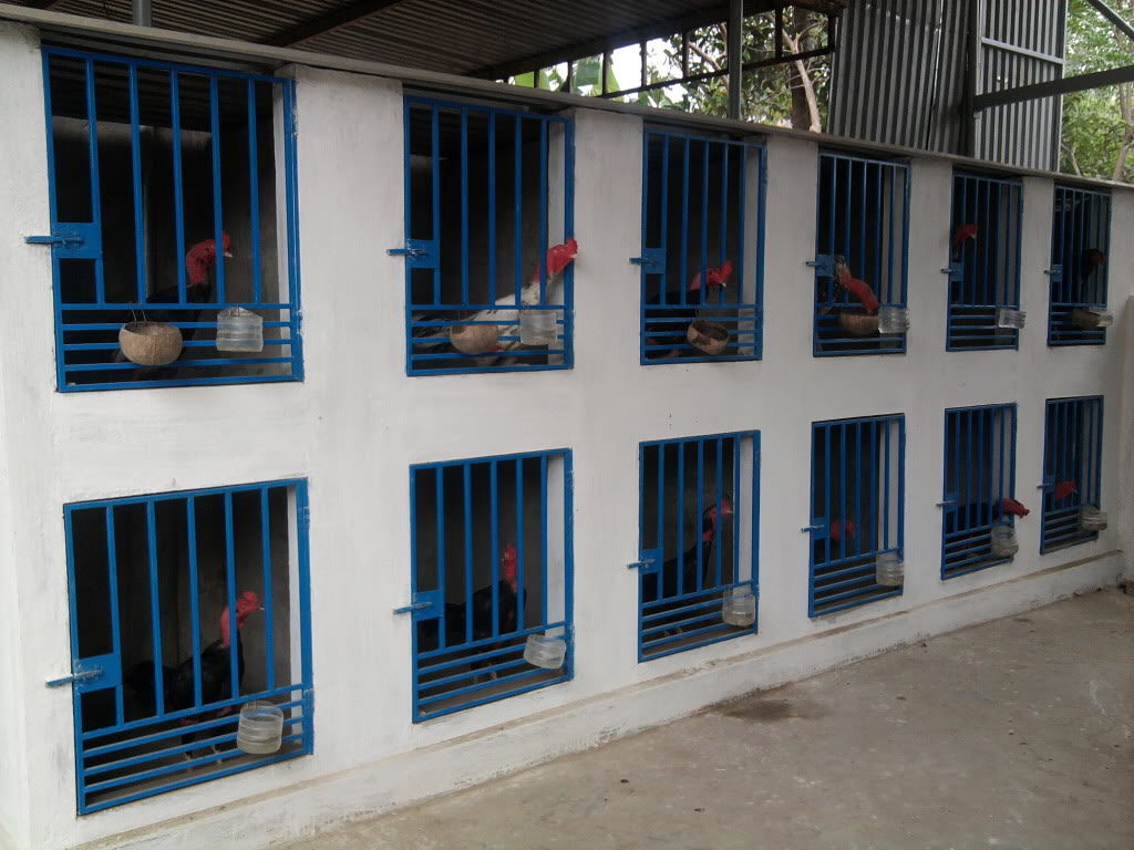Kích thước chuồng gà chọi tiết kiệm mà vẫn đảm bảo thoải mái