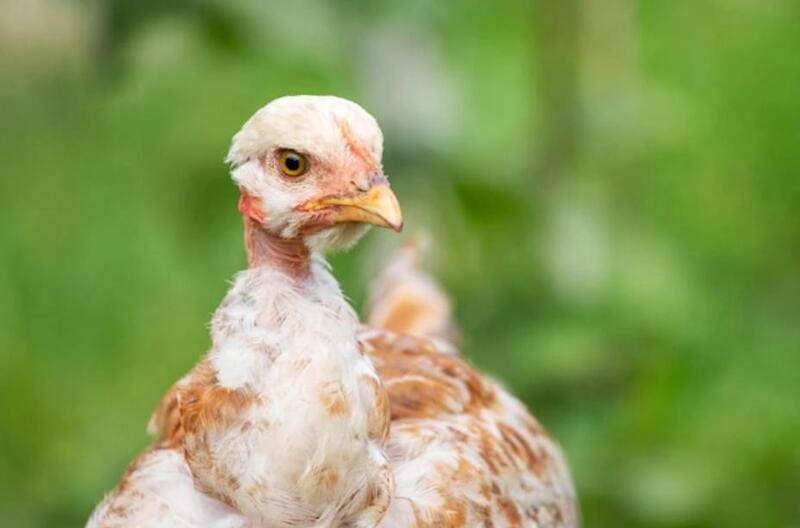 Cách nuôi gà chọi con: Nên mua gà chọi con như thế nào?
