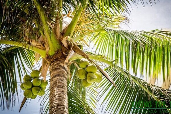 Mơ thấy cây dừa, chặt cây dừa, ăn cùi dừa báo điềm gì?