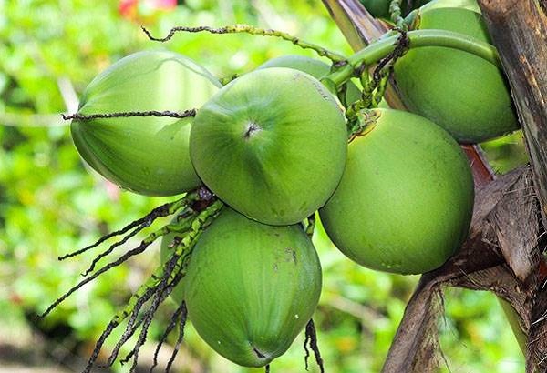 Mơ thấy cây dừa, chặt cây dừa, ăn cùi dừa báo điềm gì?