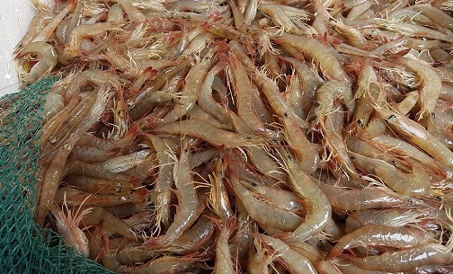 Nhìn phốt pho rực sáng dọc bờ biển, ven sông Hải Phòng, hóa ra mùa tôm ngon đã đến